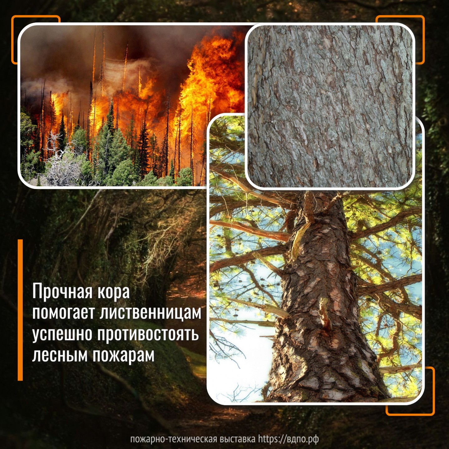 Лиственница устойчива к лесным пожарам  Лиственница (лат. Lárix) — род древесных растений семейства Сосновые, одна из......