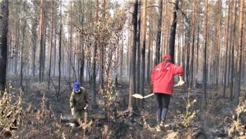 Добровольные пожарные дружины Карелии на тушении лесных пожаров