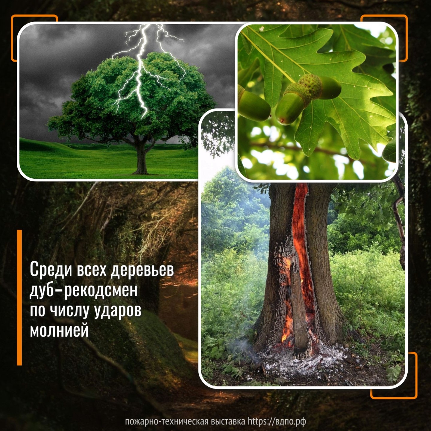 В какие деревья молния попадает чаще всего  Статистика показывает, что чаще всего молния ударяет в высокие дубы и тополя, растущие на......