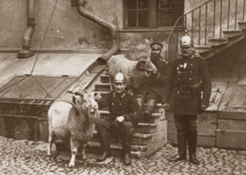 Кони и козлы  В Москве в XIX веке в каждой пожарной части кони были одного цвета. Где-то белые, где-то гнедые.......
