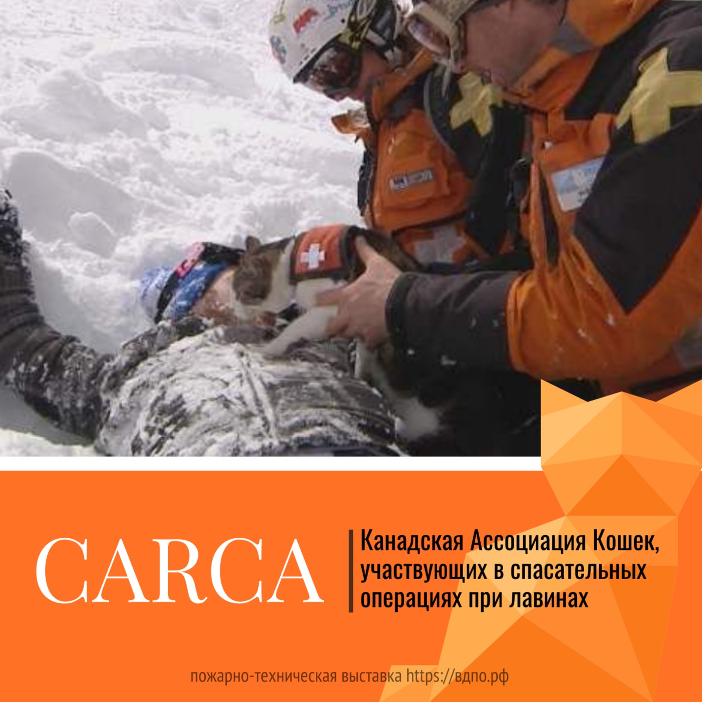 CARCA – Канадская Ассоциация Кошек, участвующих в спасательных операциях при лавинах.  Это небольшая группа добровольцев, занимающаяся обучением и использованием домашних кошек в......