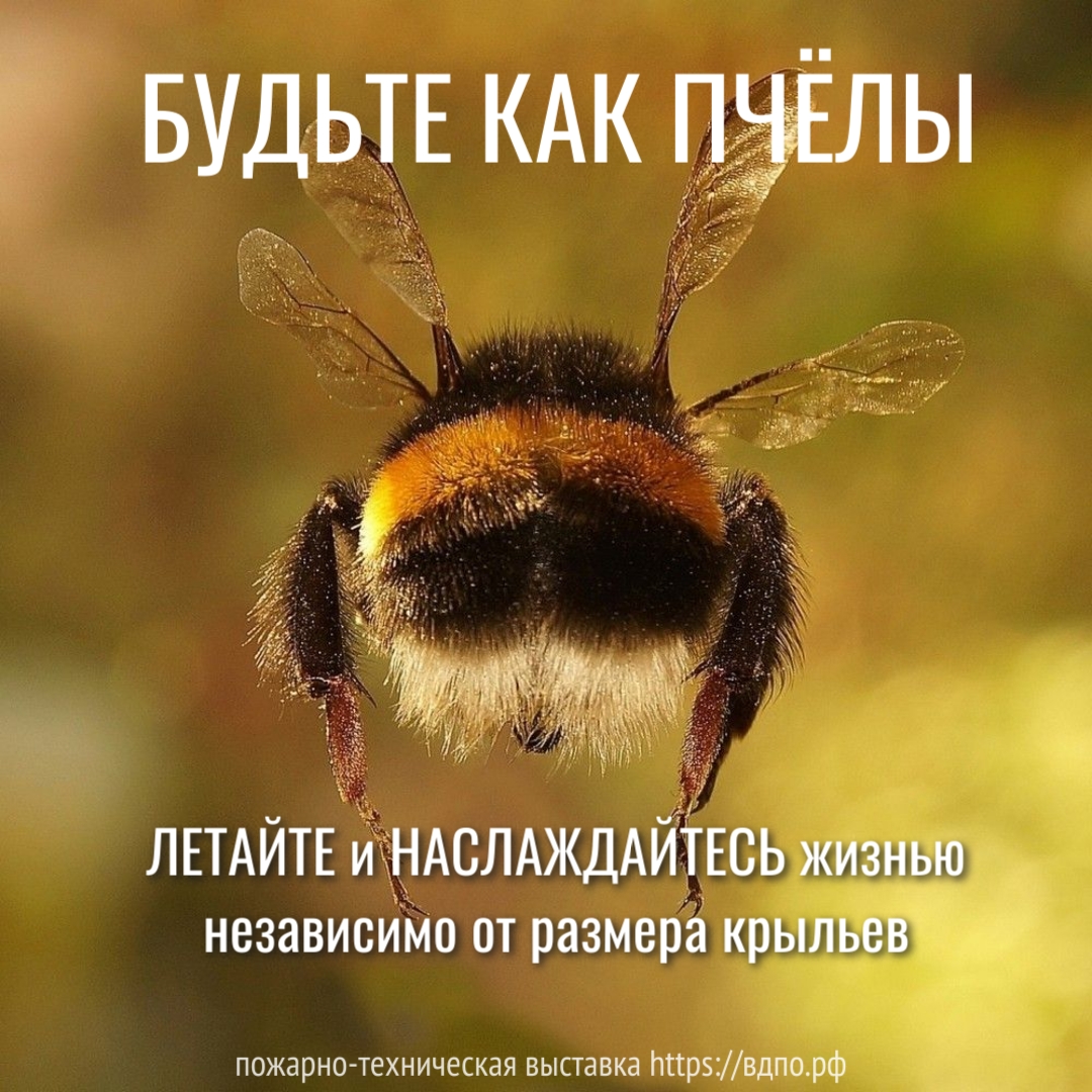 Будьте пчелами, независимо от размера крыльев, ЛЕТАЙТЕ и НАСЛАЖДАЙТЕСЬ жизнью  Пользователи соцсетей и развлекательные сообщества в интернете часто делятся фразой, что: в......