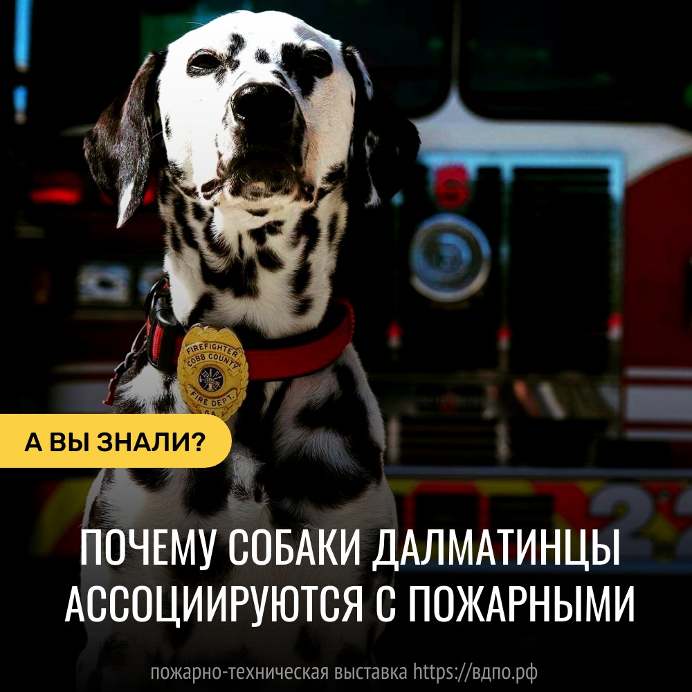 Почему именно собак породы далматин часто изображают рядом с пожарными   Как немецкие овчарки тесно связаны с полицейскими, так же далматинцы ассоциируются с пожарными.......
