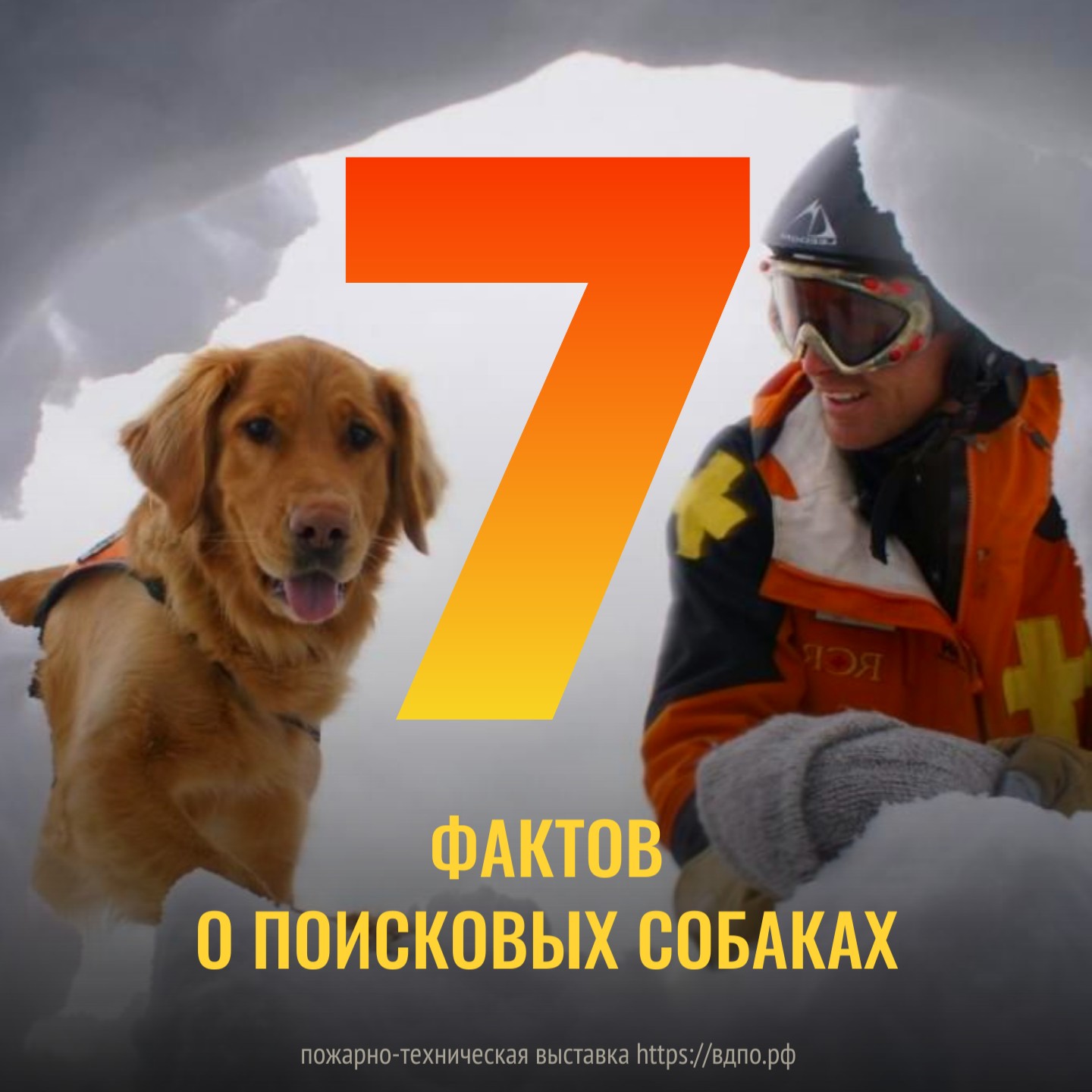 7 фактов о поисковых собаках   Поисковые собаки  — это собаки, обученные находить или возвращать пропавшего или......