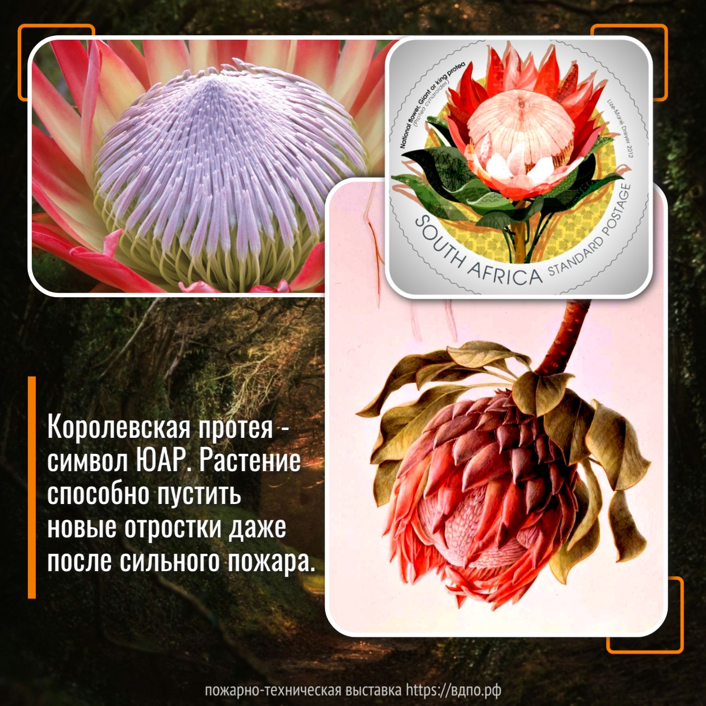 Протея Королевская - цветок, который не боится пожара  Это растение способно пустить новые отростки даже после сильного пожара. Подобные свойства......